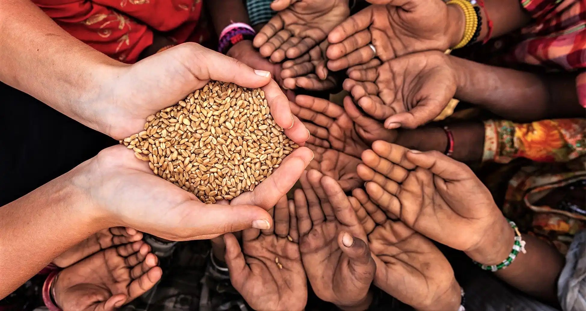 Hands holding grain.